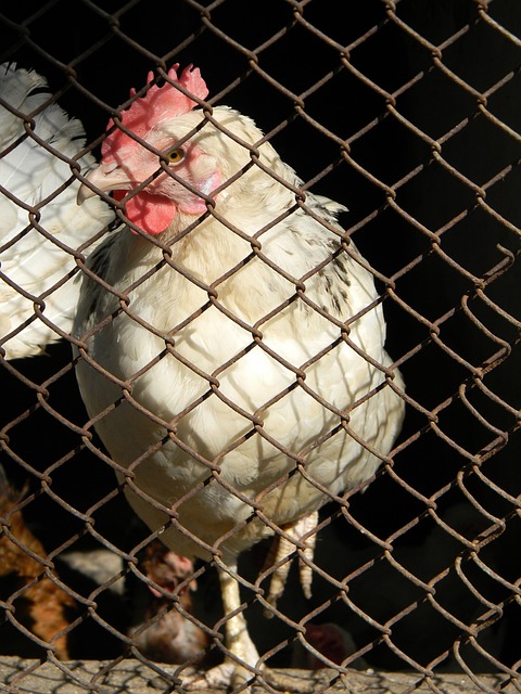 个赛季的欧 个赛季的欧